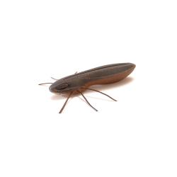 Leurre Souple Nays BG 2.0 - 5,1cm 5cm Par 6 C-27