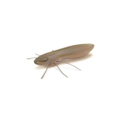 Leurre Souple Nays BG 2.5 - 6,4cm 6,4cm Par 5 C-30