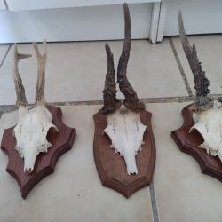 Trois massacres de chevreuil