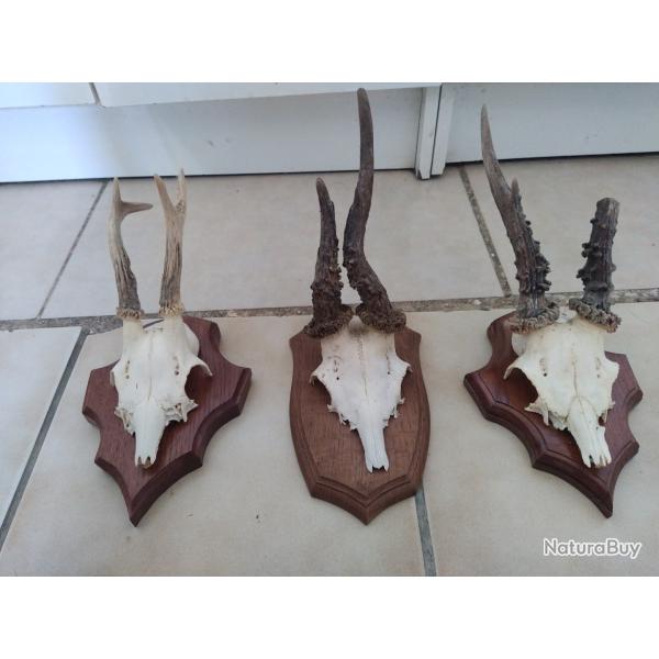 Trois massacres de chevreuil