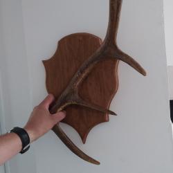 Bois de cerf sur &eacute;cusson bois