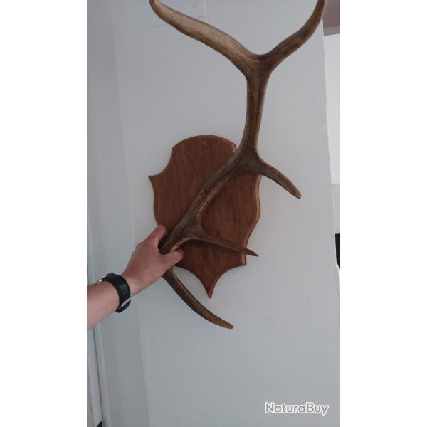 Bois de cerf sur �cusson bois