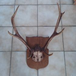Tr&egrave;s beau massacre de cerf