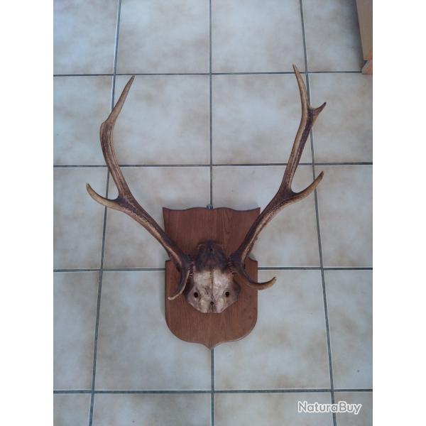 Tr�s beau massacre de cerf