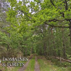 Massif Forestier et Cyn&eacute;g&eacute;tique de 112 hectares en Sologne du Loir-et-Cher DF-1193-S
