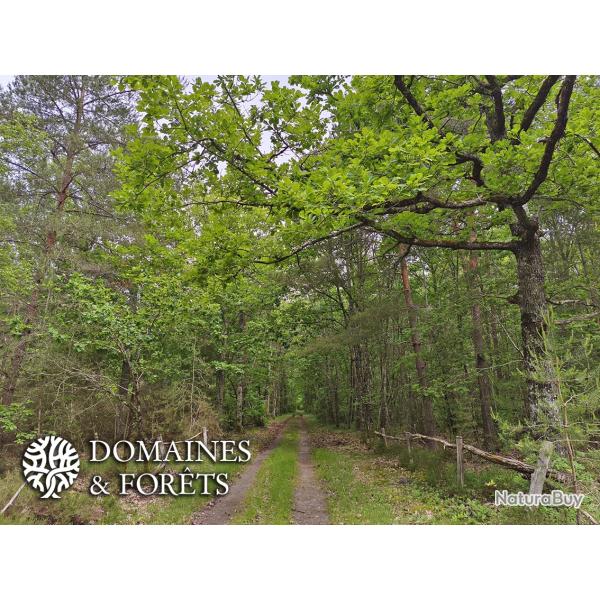 Massif Forestier et Cyn�g�tique de 112 hectares en Sologne du Loir-et-Cher DF-1193-S