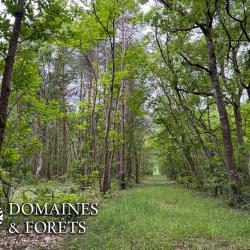 Massif Forestier et Cyn&eacute;g&eacute;tique d'environ 63 hectares en Sologne du Loir-et-Cher DF-1194-S