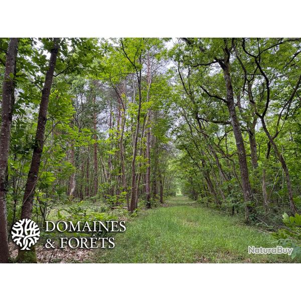 Massif Forestier et Cyn�g�tique d'environ 63 hectares en Sologne du Loir-et-Cher DF-1194-S