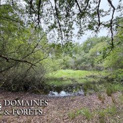 Massif Forestier et territoire de Chasse d'environ 48 hectares en Sologne du Loir-et-Cher DF-1195-S