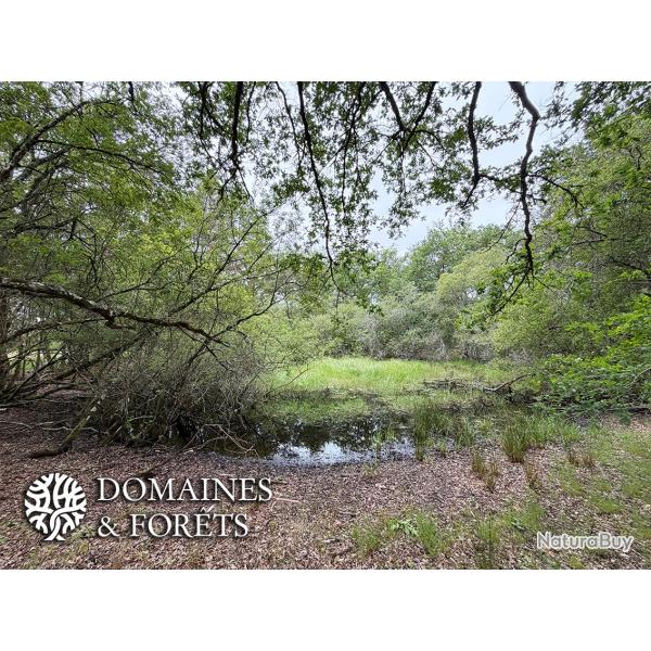 Massif Forestier et territoire de Chasse d'environ 48 hectares en Sologne du Loir-et-Cher DF-1195-S