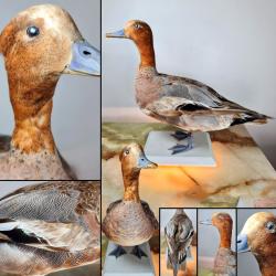 FULIGULE MILOUIN, Canard SIFFLEUR - Taxidermie fin du XXe si&egrave;cle