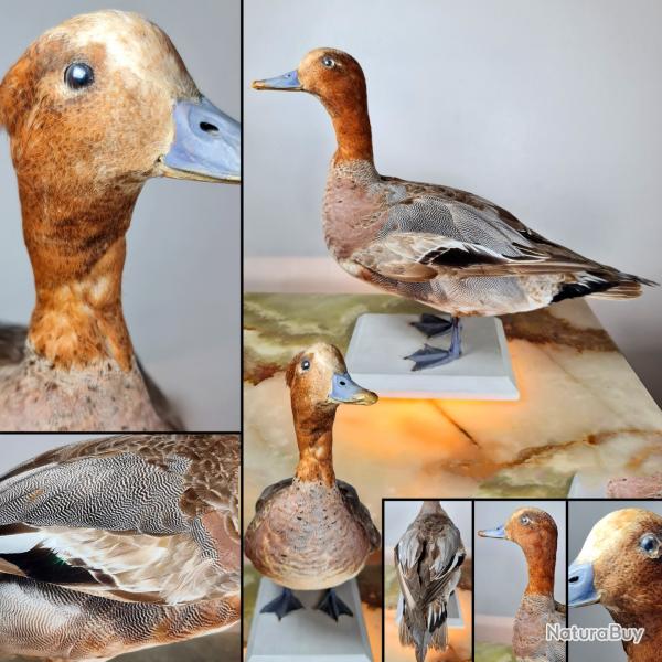 FULIGULE MILOUIN, Canard SIFFLEUR - Taxidermie fin du XXe si�cle