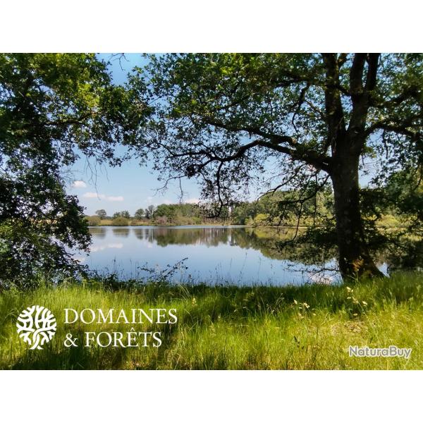 Etang dans l'Indre (36) d'environ 7,5 hectares DF-1196-A