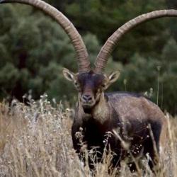 Ibex de B&Eacute;CEITE /  Maestrazgo  / Espagne.