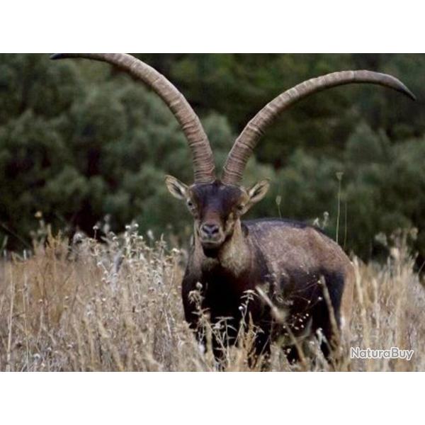 Ibex de B�CEITE /  Maestrazgo  / Espagne.