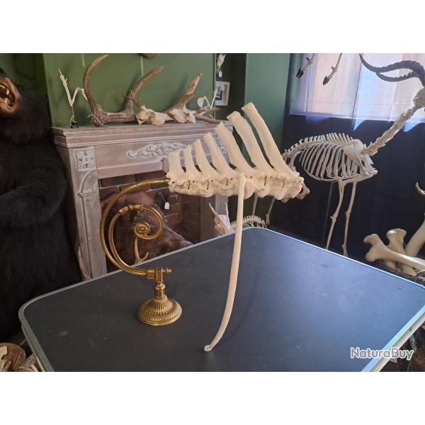 Section de vert�bres thoraciques d'Oryx sur socle ; Oryx gazella #0303