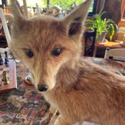 Renard empaill&eacute; sur socle