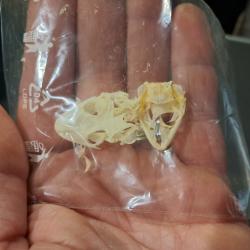 Lot de 2 cr&acirc;nes de Gecko #1004