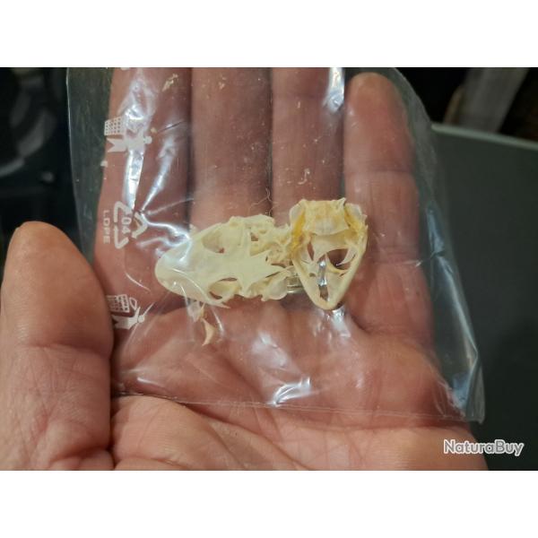 Lot de 2 cr�nes de Gecko #1004