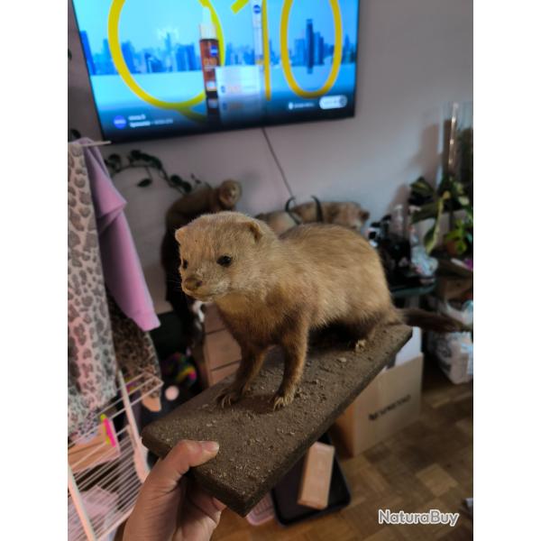 Furet