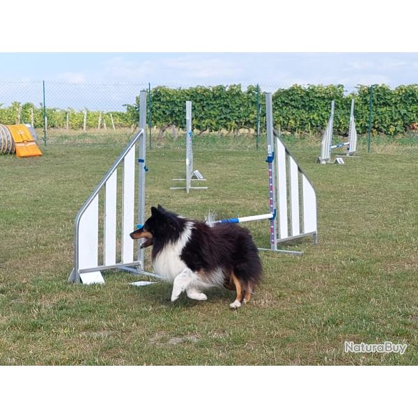 recherche saillie shetlants. achat d'un chiot.
