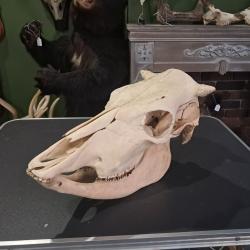 Cr&acirc;ne de vache ; Bos taurus #0602(2)