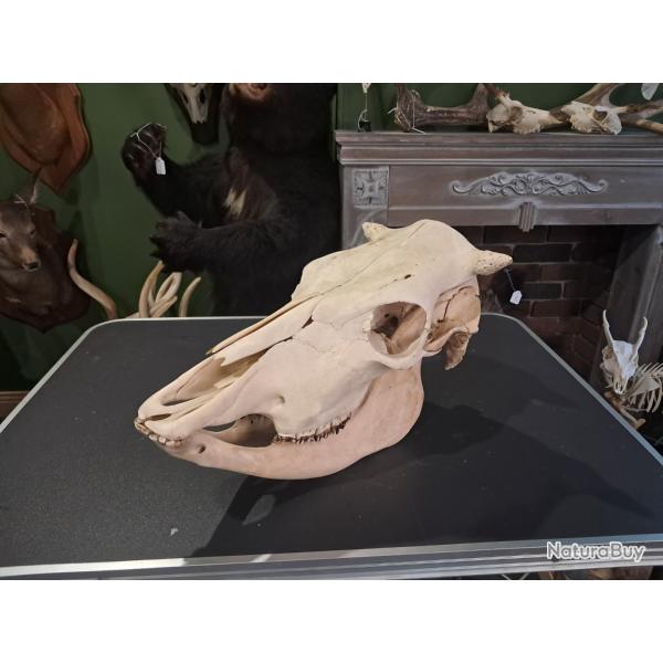 Cr�ne de vache ; Bos taurus #0602(2)