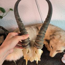 Springboks