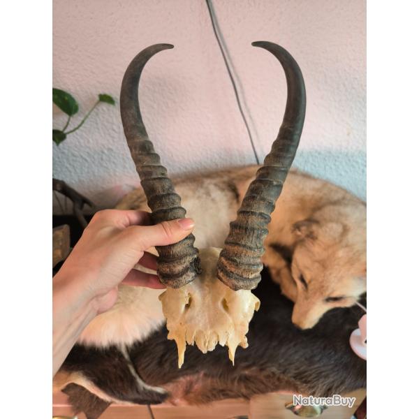 Springboks