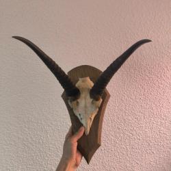 Cobe defassa