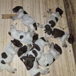 A r&eacute;server Chiots braque allemand