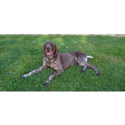 A r&eacute;server Chiots braque allemand