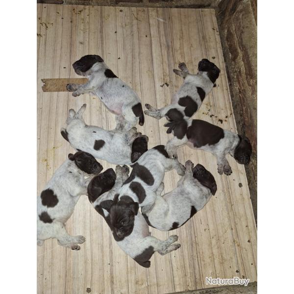 A r�server Chiots braque allemand