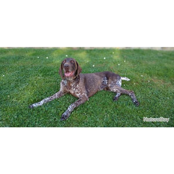 A r�server Chiots braque allemand