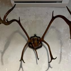 Bois cerf &eacute;laphe ou wapiti