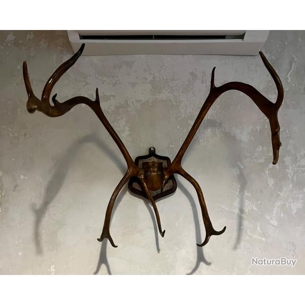 Bois cerf �laphe ou wapiti