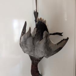 Canard fuligule milouin en nature morte