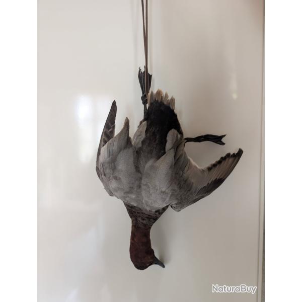 Canard fuligule milouin en nature morte