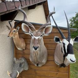 Beau lot de troph&eacute;es Africains r&eacute;cents en parfait &eacute;tat kourou oryx bubale
