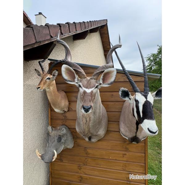 Beau lot de troph�es Africains r�cents en parfait �tat kourou oryx bubale