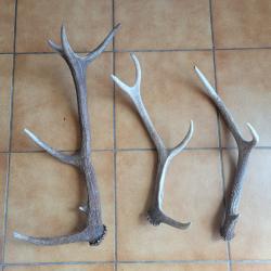 Lot de trois bois de cerf trois, quatre et six cors