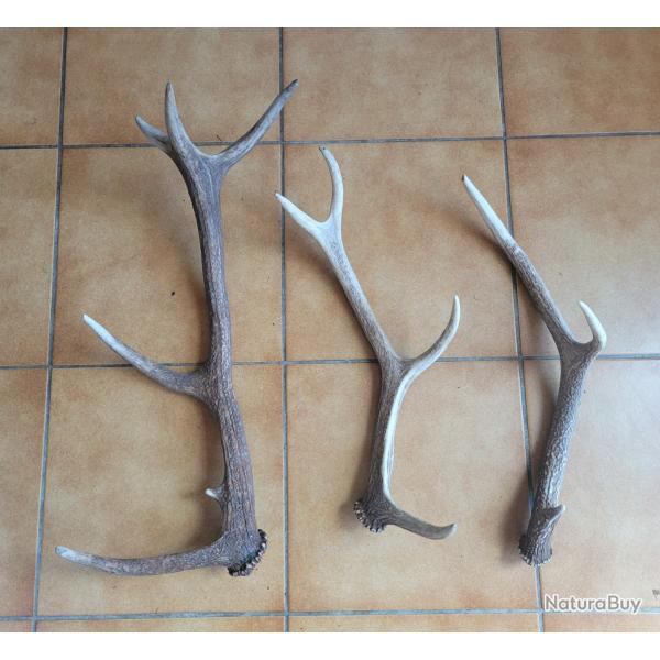 Lot de trois bois de cerf trois, quatre et six cors