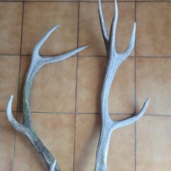 Lot de deux bois de cerf de grande taille 4 et 5 cors