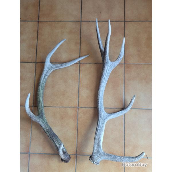 Lot de deux bois de cerf de grande taille 4 et 5 cors