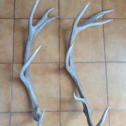 Lot de deux bois de cerf de grande taille 6 cors