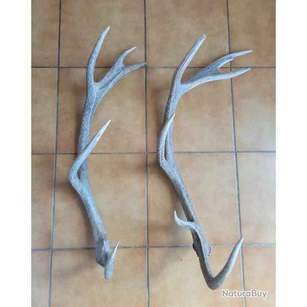 Lot de deux bois de cerf de grande taille 6 cors