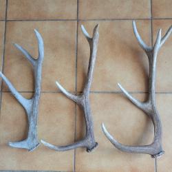 Lot de trois bois de cerf 4 et 5 cors
