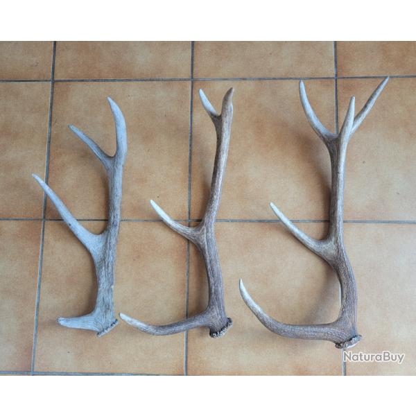 Lot de trois bois de cerf 4 et 5 cors