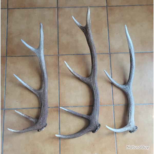 Lot de trois bois de cerf 3 et 5 cors