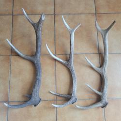 Lot de trois bois de cerf 5 cors